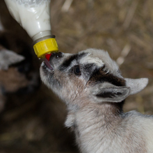 Fishers Mobile Farm PYGMY GOATS